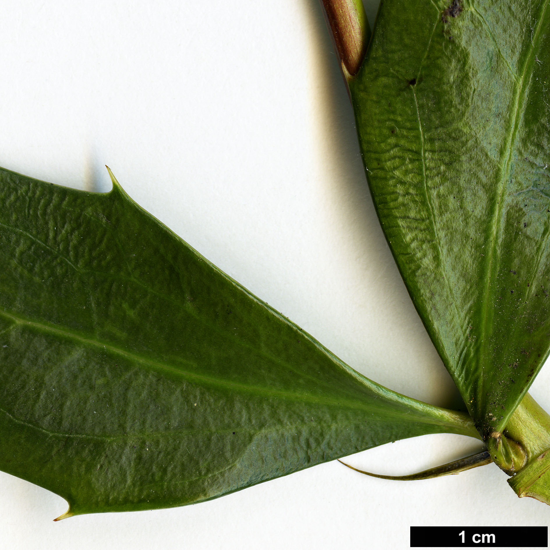 High resolution image: Family: Berberidaceae - Genus: Mahonia - Taxon: ×savilliana (M.eurybracteata × M.gracilipes)